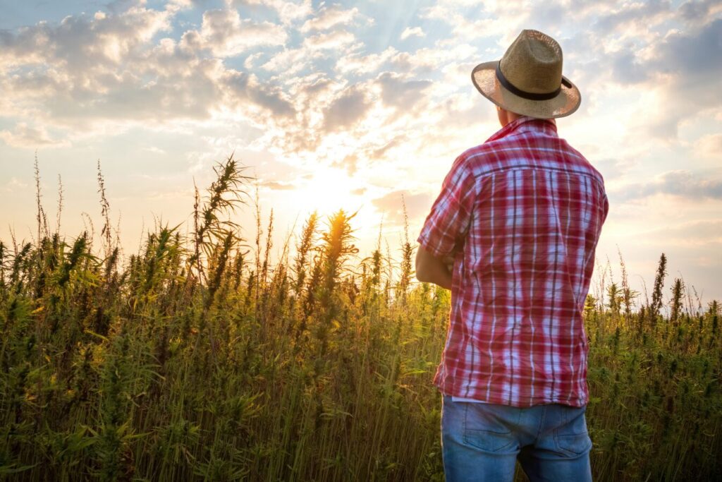 Colorado Hemp Field