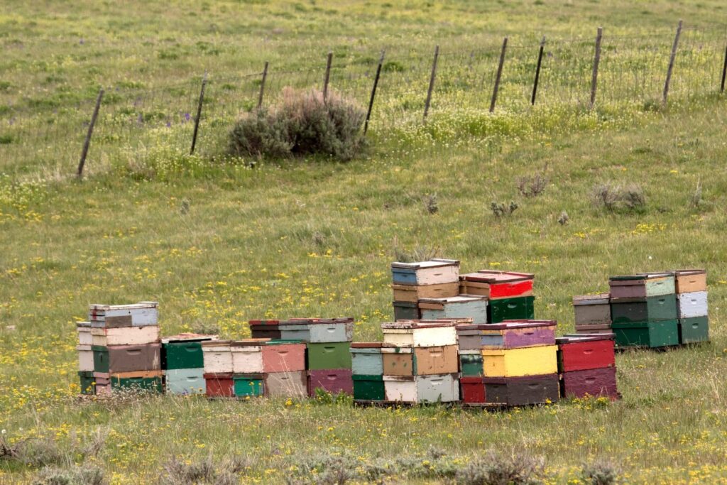 Colorado Honey